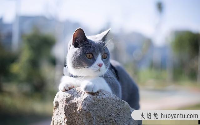 猫死后的处理方法(猫死后的处理方法有哪些)