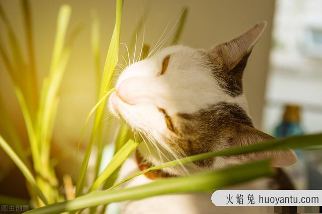 猫咪多大就可以吃猫草了(猫多大的时候可以吃猫草)