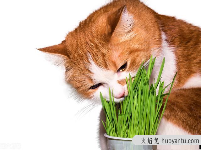 猫咪多大就可以吃猫草了(猫多大的时候可以吃猫草)