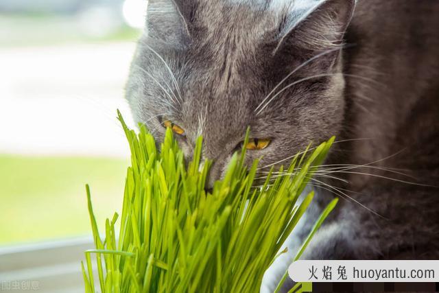 猫咪多大就可以吃猫草了(猫多大的时候可以吃猫草)