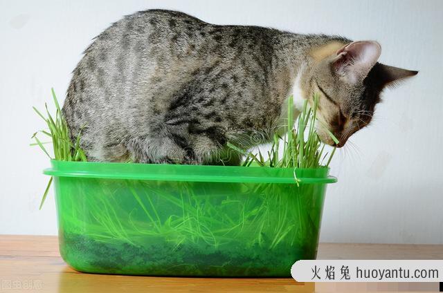 猫咪多大就可以吃猫草了(猫多大的时候可以吃猫草)