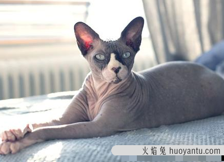 无毛猫为什么没有毛(加拿大无猫毛为什么没有毛)