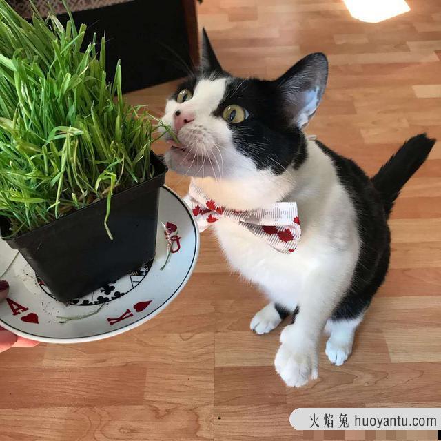 猫草多久吃一次比较好(猫草多久吃一次合适)