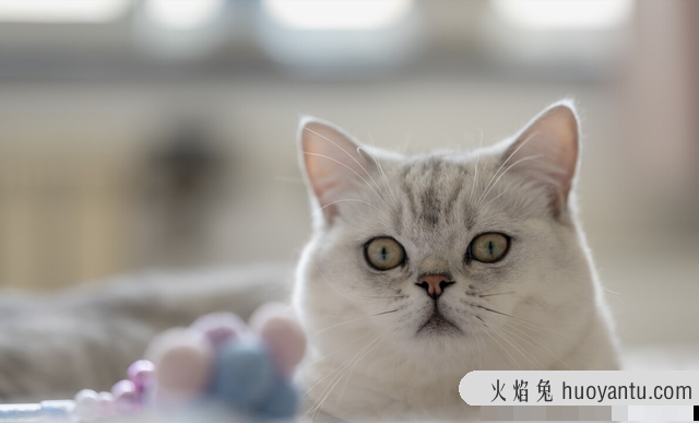 银渐层猫吃什么会长胖(银渐层吃什么猫粮容易胖)