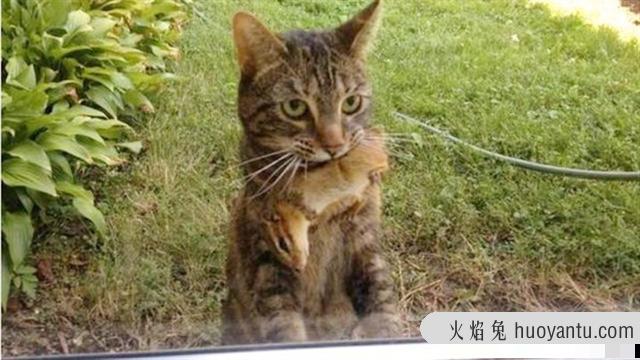 猫咪肢体动作表达意思(猫咪肢体动作表达什么)