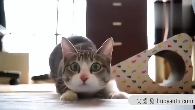 猫咪肢体动作表达意思(猫咪肢体动作表达什么)