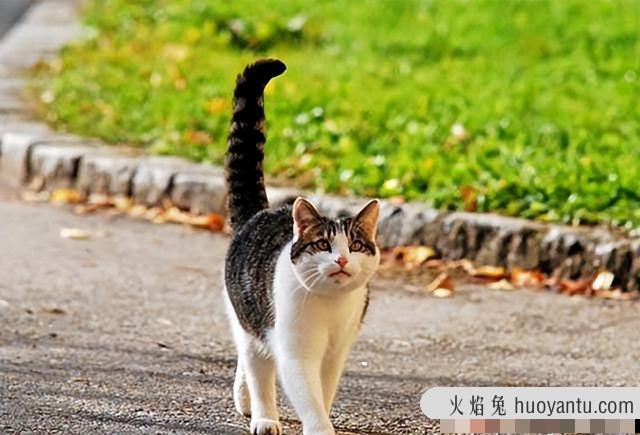 猫咪肢体动作表达意思(猫咪肢体动作表达什么)