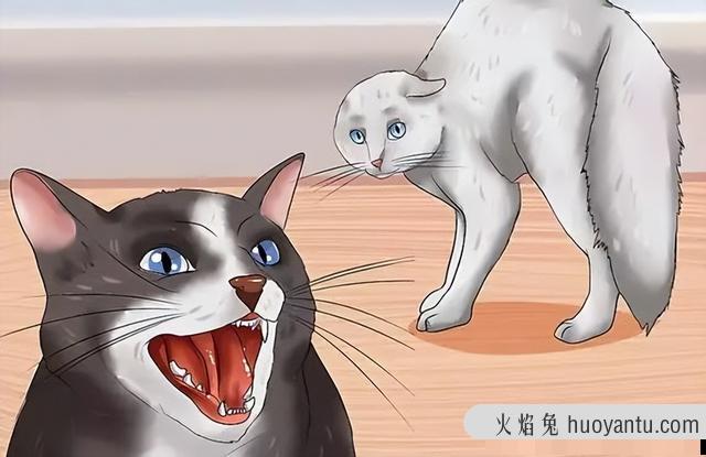 猫咪肢体动作表达意思(猫咪肢体动作表达什么)