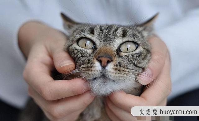 猫咪肢体动作表达意思(猫咪肢体动作表达什么)