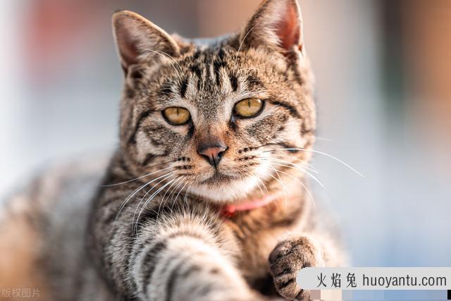 老猫和新猫打架怎么办(新猫咪跟老猫咪打架怎么办)