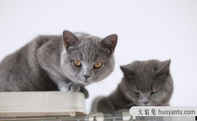 老猫和新猫打架怎么办(新猫咪跟老猫咪打架怎么办)