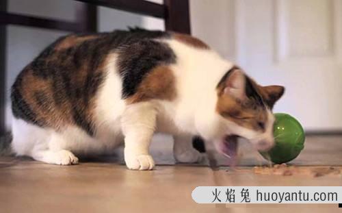 猫咪突然呕吐是为什么(猫咪怎么会突然呕吐)