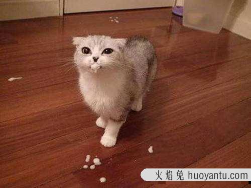 猫咪突然呕吐是为什么(猫咪怎么会突然呕吐)