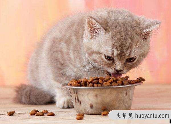 猫咪突然呕吐是为什么(猫咪怎么会突然呕吐)