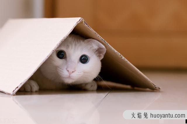 猫咪胆子小怕人怎么办(猫咪很胆小怕人怎么办)