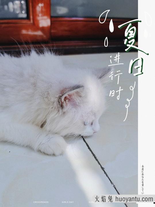 猫为啥喜欢钻被窝儿睡(猫猫为啥喜欢钻被窝)