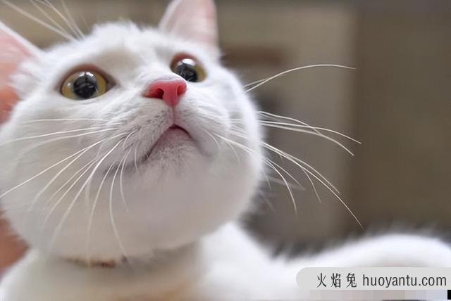 猫的胡子有什么用(猫胡须的作用)