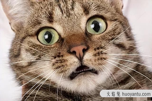 猫的胡子有什么用(猫胡须的作用)