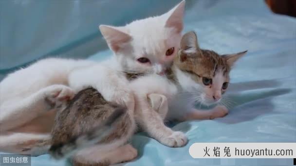 猫咪之间老打架怎么办(猫咪老是打架怎么办)