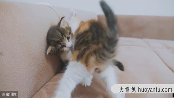 猫咪之间老打架怎么办(猫咪老是打架怎么办)