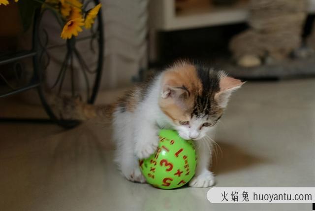 最受猫咪喜爱的玩具有哪些(猫咪最喜欢的玩具有哪些)