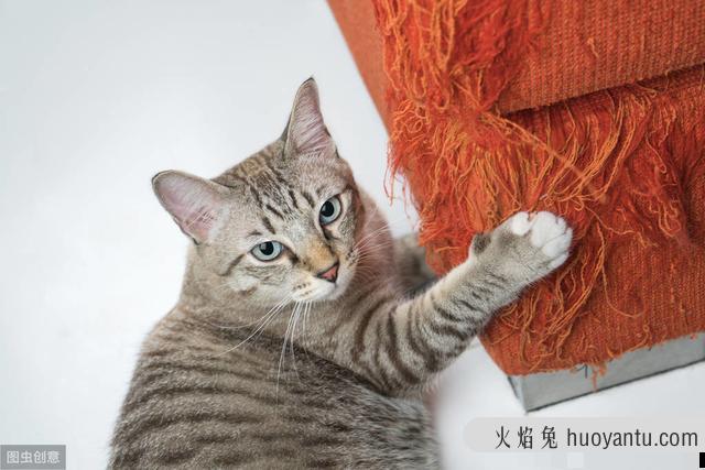 猫咪抓家具怎么办(怎样防止猫咪抓家具)