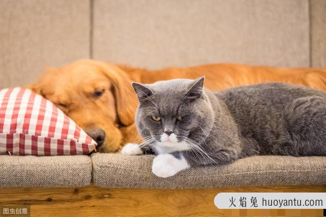 猫咪抓家具怎么办(怎样防止猫咪抓家具)