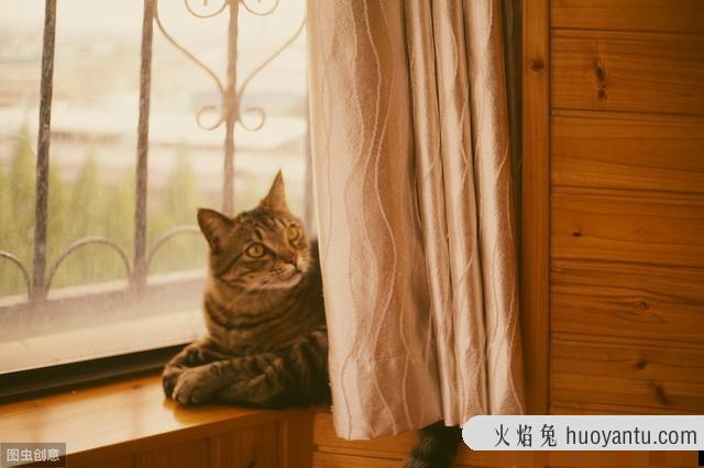 猫咪抓家具怎么办(怎样防止猫咪抓家具)