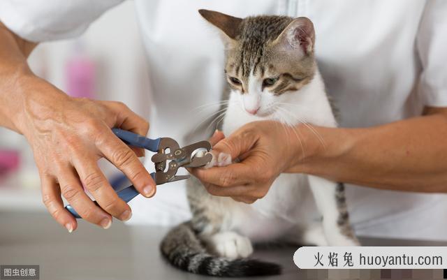 猫咪抓家具怎么办(怎样防止猫咪抓家具)