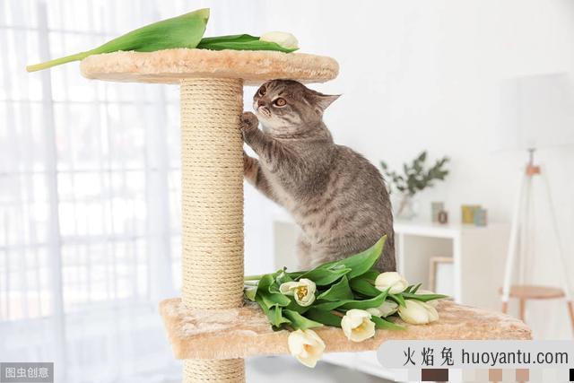 猫咪抓家具怎么办(怎样防止猫咪抓家具)