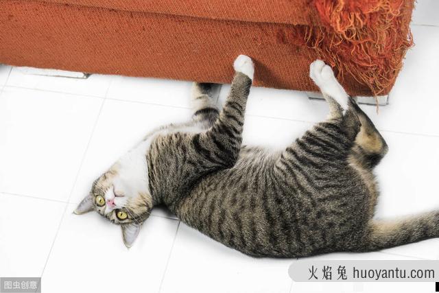 猫咪抓家具怎么办(怎样防止猫咪抓家具)