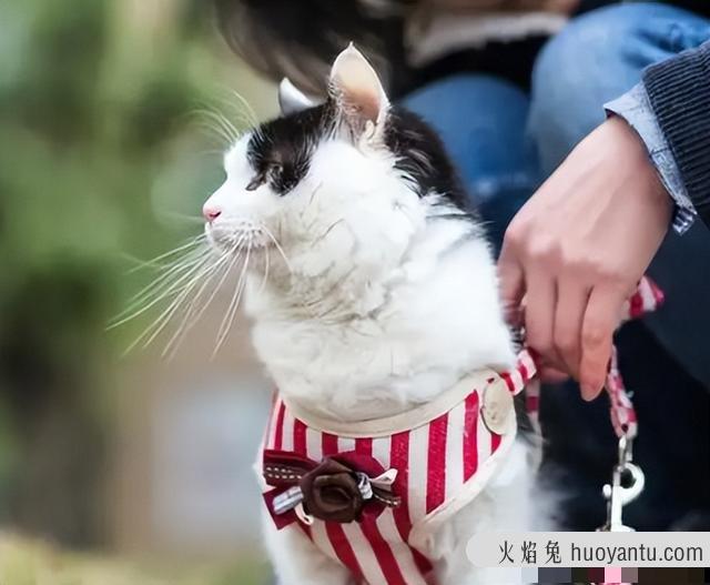 猫咪脾气不好怎么训练(猫咪性格不好怎么训练)