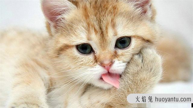 猫可以教会它握手吗(猫能不能学会握手)