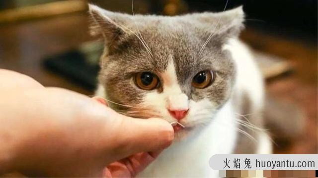 猫可以教会它握手吗(猫能不能学会握手)