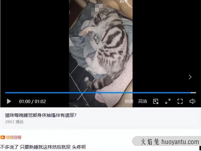 猫咪经常尿床怎么办(猫咪总尿床上怎么办)