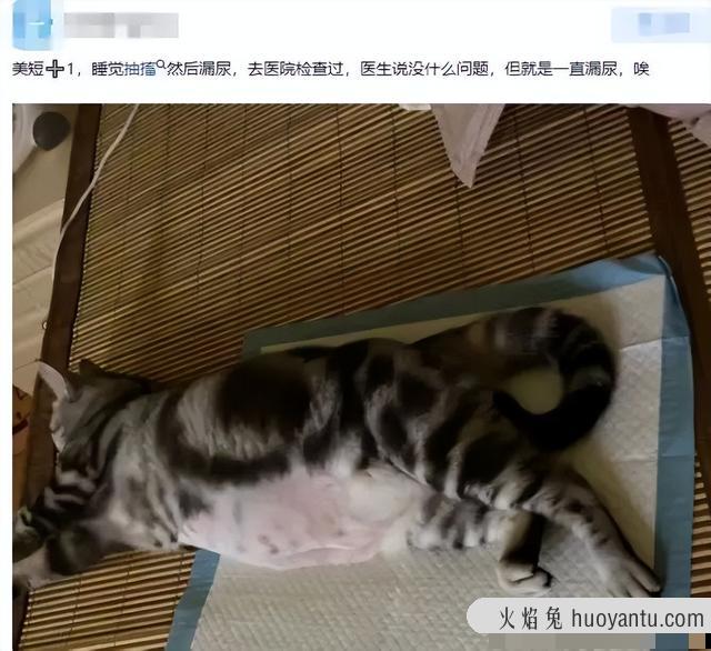 猫咪经常尿床怎么办(猫咪总尿床上怎么办)