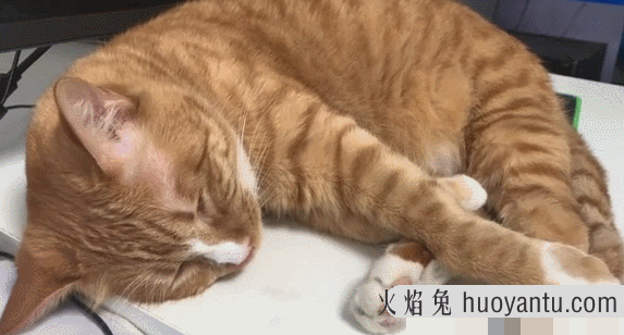 猫咪经常尿床怎么办(猫咪总尿床上怎么办)