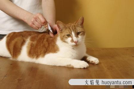 猫咪身上有跳蚤用什么药(什么药可以去猫身上的跳蚤)