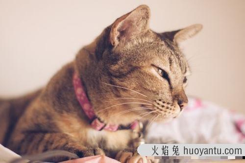 猫咪身上有跳蚤用什么药(什么药可以去猫身上的跳蚤)