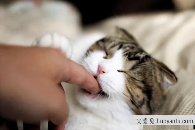 小猫咪喜欢咬手指怎么办(小猫喜欢咬手指怎么回事)