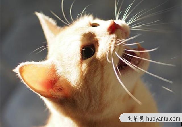 猫咪听得懂人话吗(猫咪是否能听懂人话)