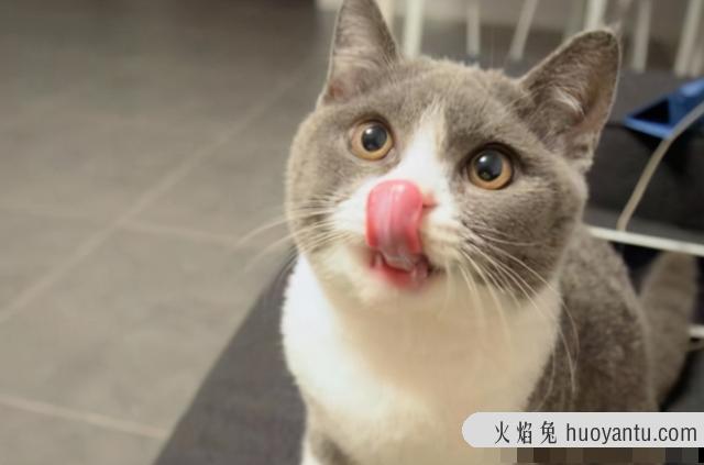 猫咪异食症怎么办(猫咪异食症怎么治)