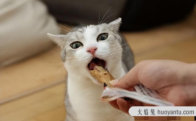 猫为什么不服从命令(猫不听命令)