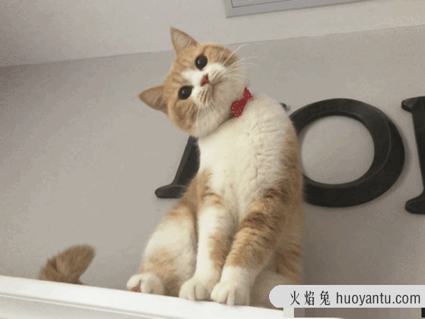 猫为什么不服从命令(猫不听命令)