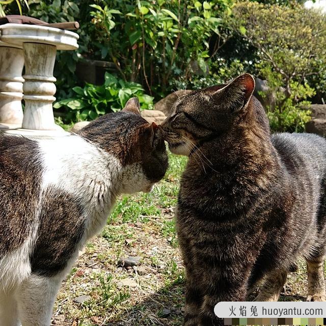 如何让猫咪躺下来(如何让猫咪躺下来不动)