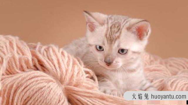 如何让猫咪变得乖巧(怎样让猫变乖)