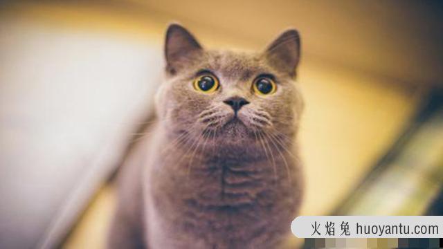 如何让猫咪变得乖巧(怎样让猫变乖)