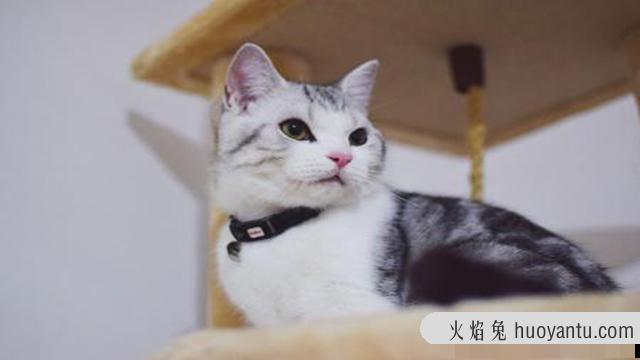 如何让猫咪变得乖巧(怎样让猫变乖)