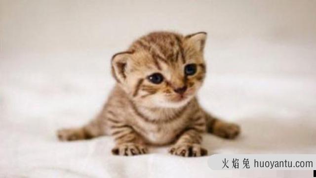 如何让猫咪变得乖巧(怎样让猫变乖)