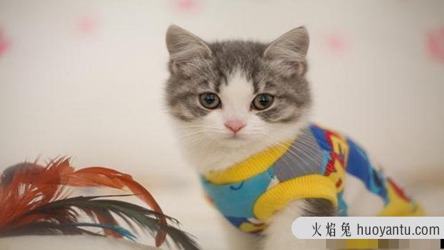 如何让猫咪变得乖巧(怎样让猫变乖)